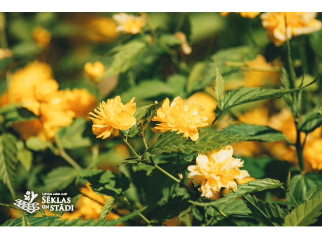 Kerria japonica   'Plena '